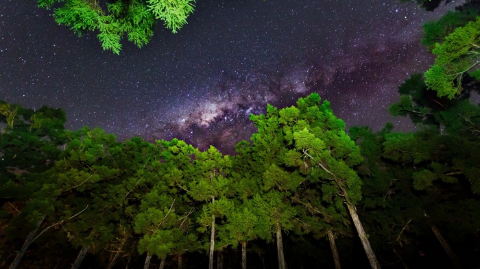 Milky Way over a forest at night