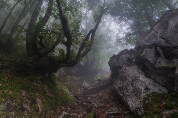 Misty forest path with mossy rocks and trees