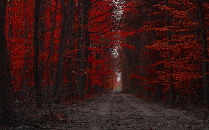 forest, red, landscape, trees, fall, path, nature, dirt road