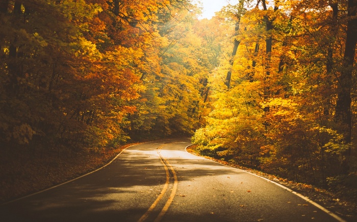 A winding road through a forest in autumn