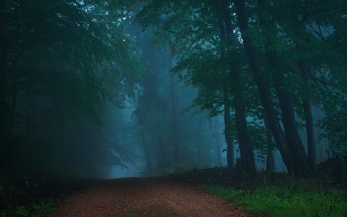 Misty forest with a dirt road and trees