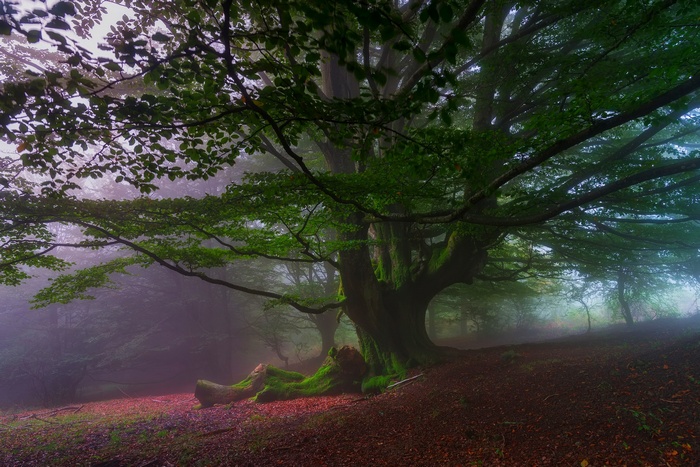 Misty forest with ancient moss-covered tree in Spain