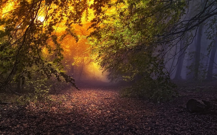 A misty forest path with autumn leaves and sunlight