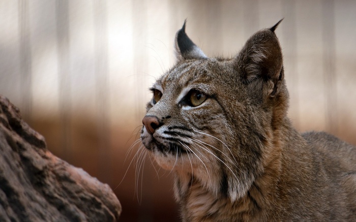 Bobcat with tufted ears looking to the left