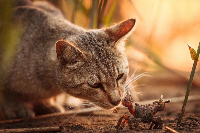 A cat curiously inspects a small crab on the ground.