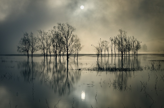 Bare trees reflected in calm water under a hazy sun