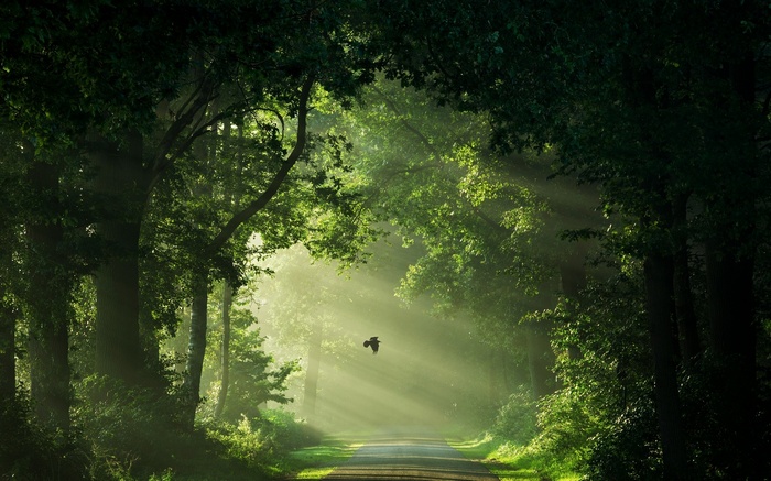 green, trees, nature, shrubs, Netherlands, landscape, sun rays, mist, flying, path, morning, road