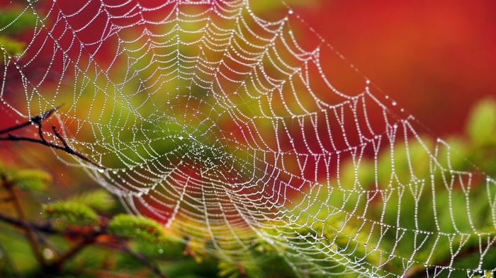 Spiderweb with water drops on a branch