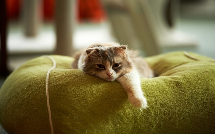 Fluffy cat resting on a green cushion