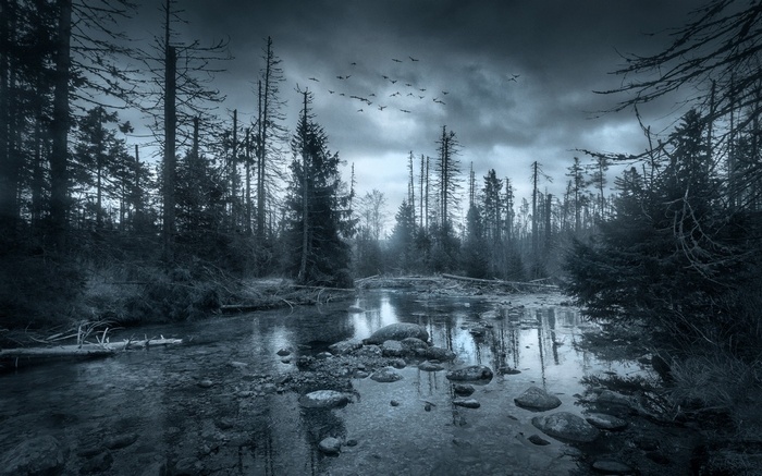 Dark forest with a river and flying birds
