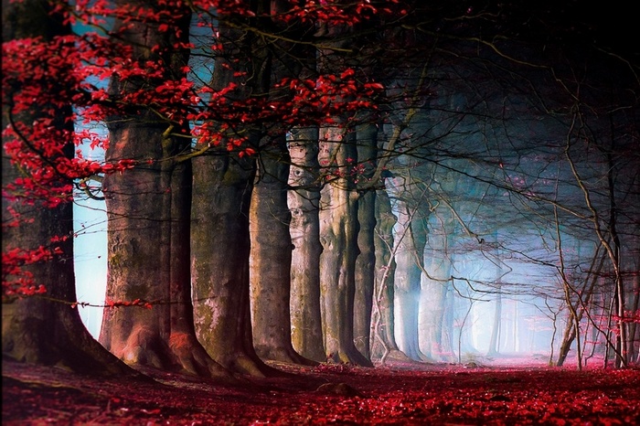A mystical forest path with red leaves and mist