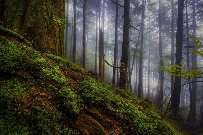 Misty forest with moss-covered fallen tree