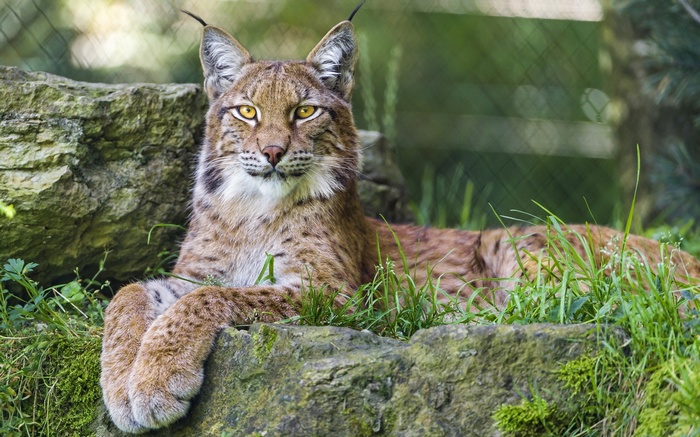 A lynx rests on rocks and grass