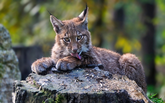A lynx licks its paw on a tree stump