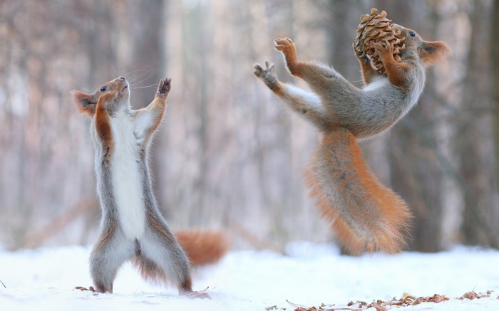 Two squirrels playing in the snow with a pinecone