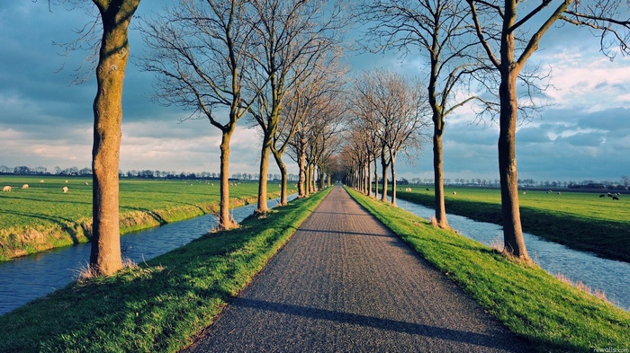 Road lined with trees and a stream with sheep in a field