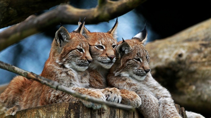 Three lynx cubs resting on a tree stump