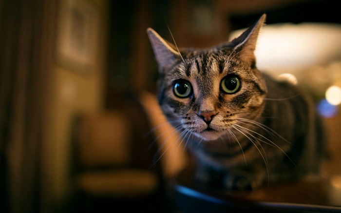A tabby cat with wide eyes looks at the camera
