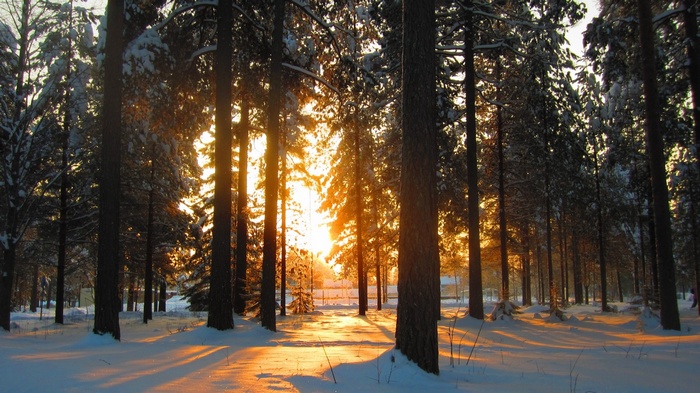 Sunlight filtering through snow-covered trees in a forest