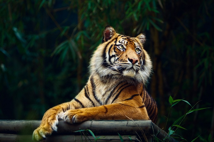 Tiger resting on a wooden beam in a forest