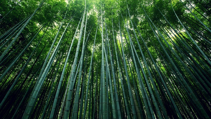 A dense forest of tall green Moso bamboo stalks