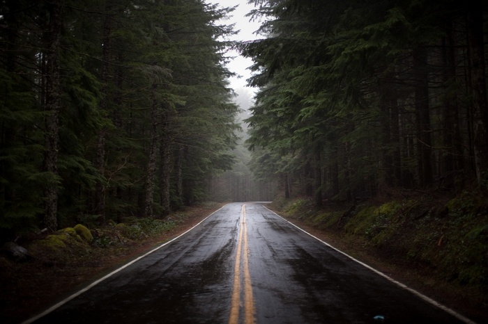 Wet road through a misty forest with tall trees