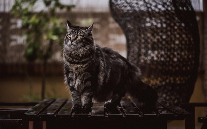 A fluffy tabby cat stands on a wooden surface