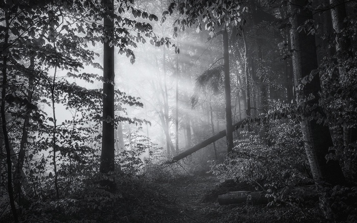 Monochrome forest with sun rays filtering through mist