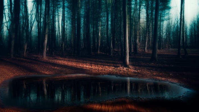 Dark forest with a reflective puddle