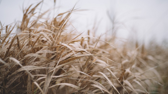 Dry grass blowing in the wind
