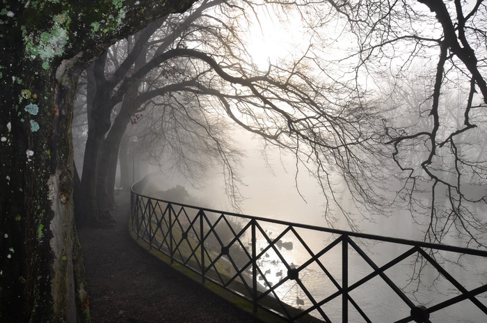 Misty park with trees and a river