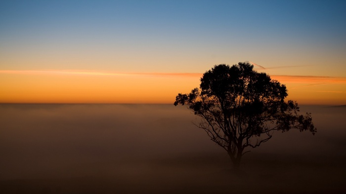 Silhouette of a tree in the fog at sunrise