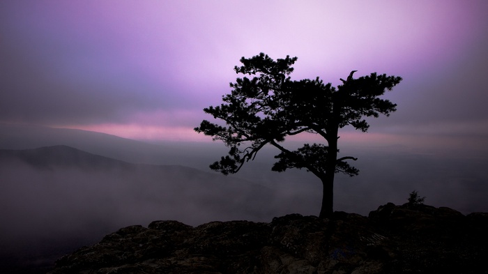 Silhouette of a lone tree on a rocky cliff at sunset