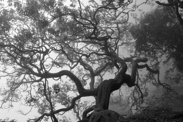 Monochrome image of a spooky, gnarled tree in fog