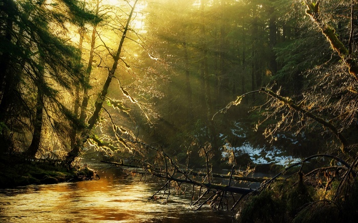 Sunlight filtering through trees onto a forest river