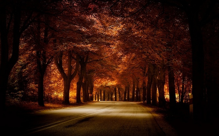 Road through an autumn forest tunnel
