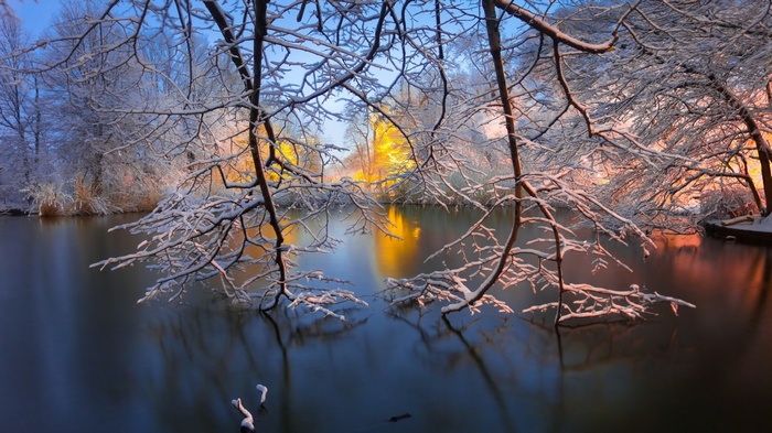 Snow-covered branches over a lake in Brooklyn