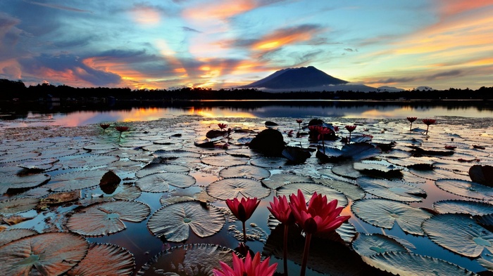 Sunset over a lake with lotus flowers and a mountain