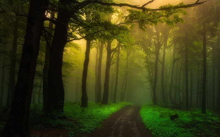 A misty forest path bathed in morning light