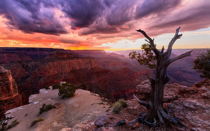 Grand Canyon at sunset with a dead tree in the foreground