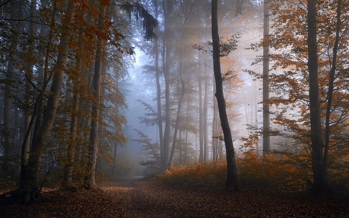 Misty forest path with autumn leaves and trees