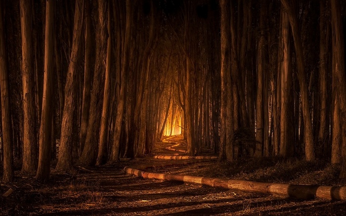 A path through a dark forest with a glowing light ahead
