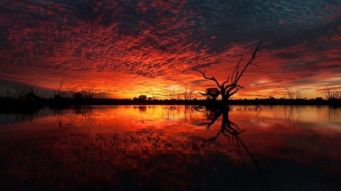 Silhouette of dead trees reflected in water at sunset