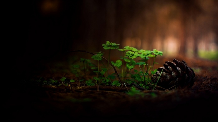 Pine cone and green plants on forest floor