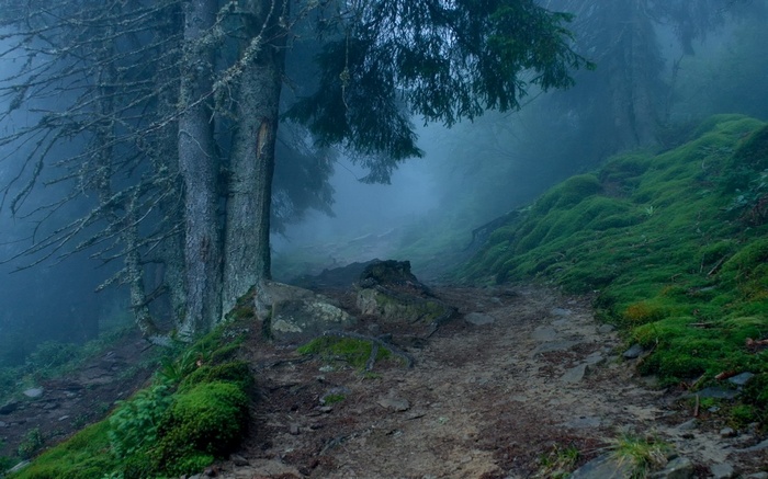 Misty forest path with mossy hills and trees