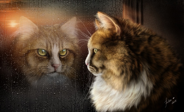 Cat looking through a rainy window