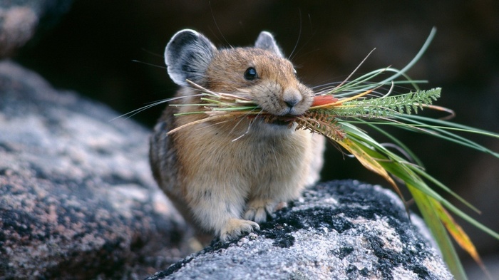 Pika carrying grass in its mouth on a rock