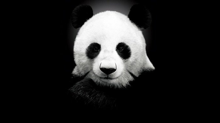 Close-up of a panda's face