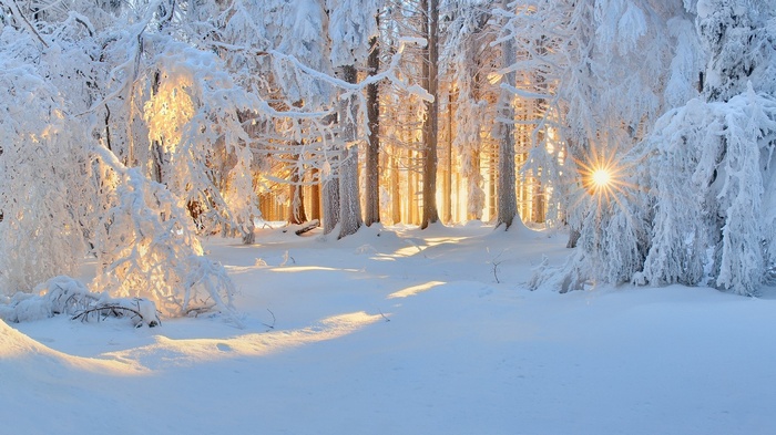 Sunlight filters through a snow-covered forest in winter