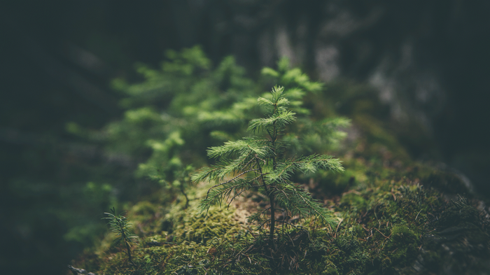 A small evergreen sapling grows in a mossy forest.